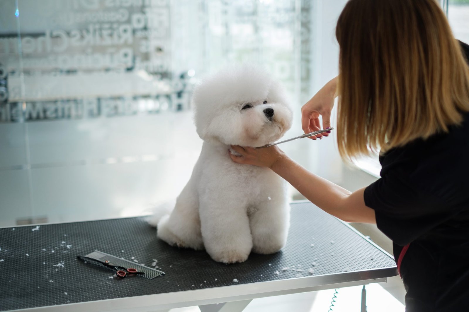 Bichon Frise la toaletaj canin