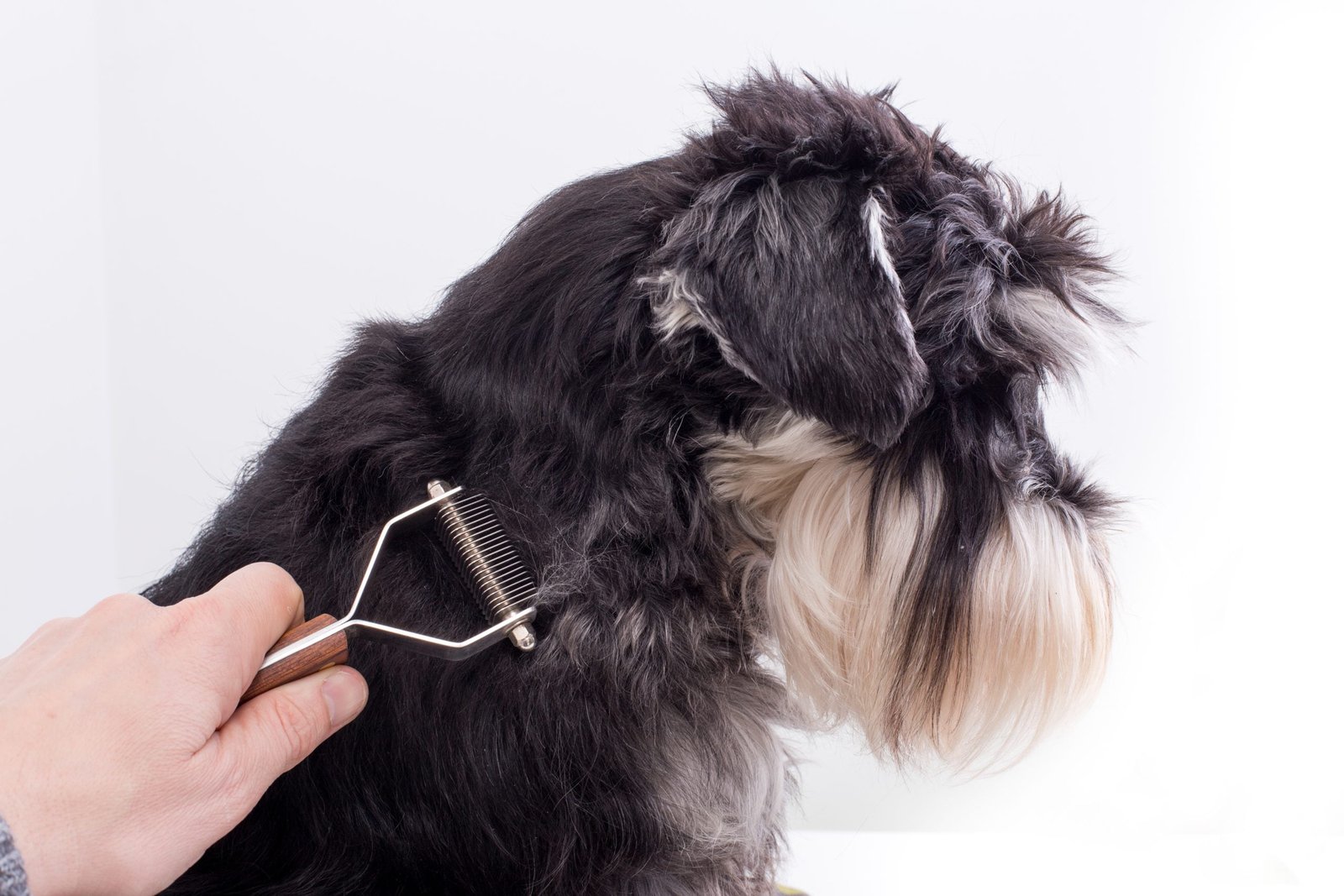Schnauzer la trimat
