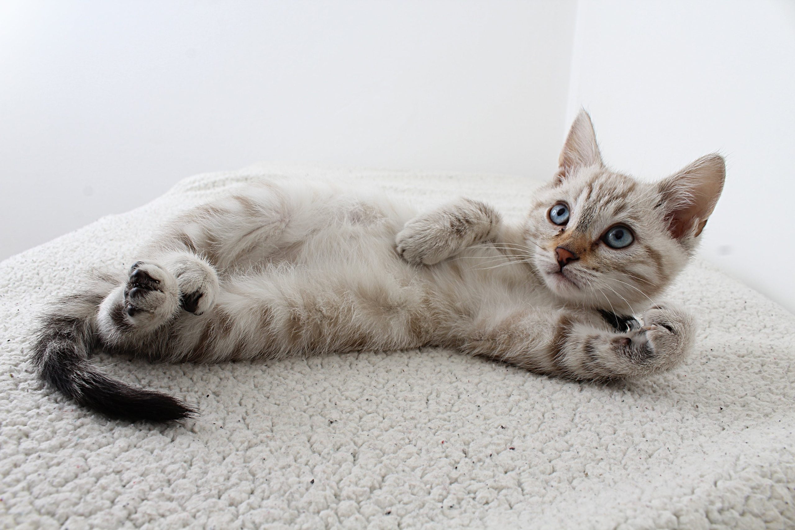White kitten
