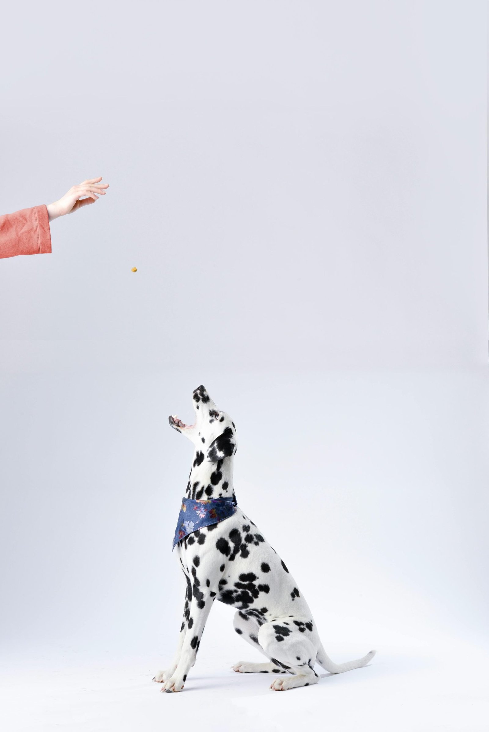 Dalmatian dog